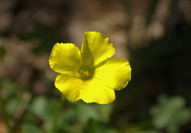 Oxalis blossom – zdjęcie