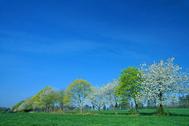 alberi in fiore - baumreihe foto e immagini stock