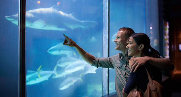 delving в глубокий - candid underwater animal aquarium стоковые фото и изображения