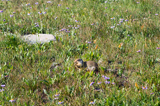 Columbian Ground Squirrel  (Urocitellus columbianus) in an alpine meadow.  Glacier National Park, Montana.