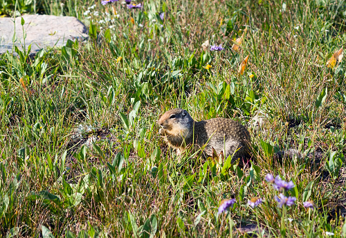Columbian Ground Squirrel  (Urocitellus columbianus) in an alpine meadow.  Glacier National Park, Montana.