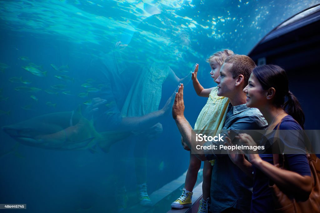 Exploring a different kind of world Shot of a young family enjoying a day at the aquariumhttp://195.154.178.81/DATA/i_collage/pi/shoots/783341.jpg Aquarium Stock Photo