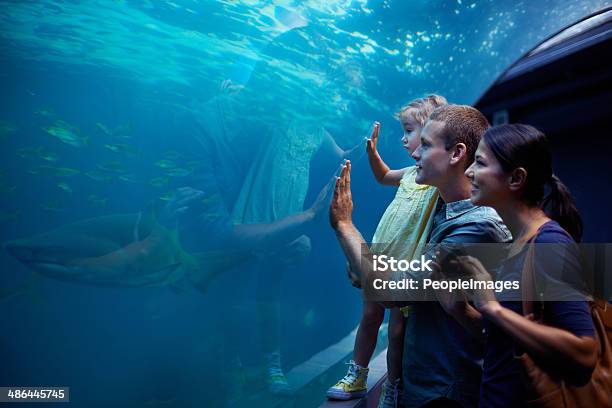 Exploring A Different Kind Of World Stock Photo - Download Image Now - Aquarium, Family, Child