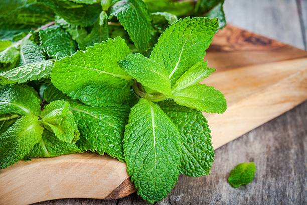 istock organic fresh bunch of mint closeup 486446174
