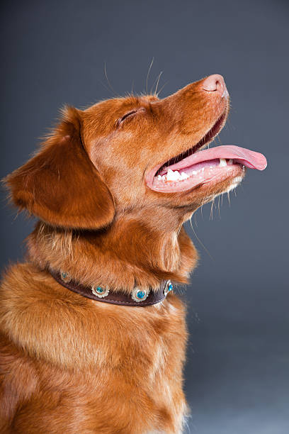 istock Nova Scotia Duck Tolling Retriever breed. 486446371