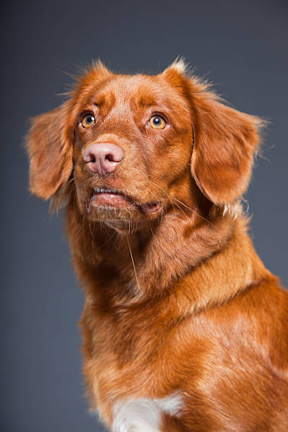 istock Nova Scotia Duck Tolling Retriever breed. 486446419