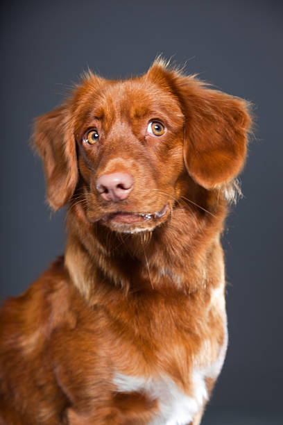 istock Nova Scotia Duck Tolling Retriever breed. 486446473