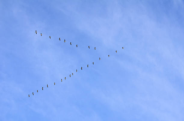 Canada Geese V Formation stock photo