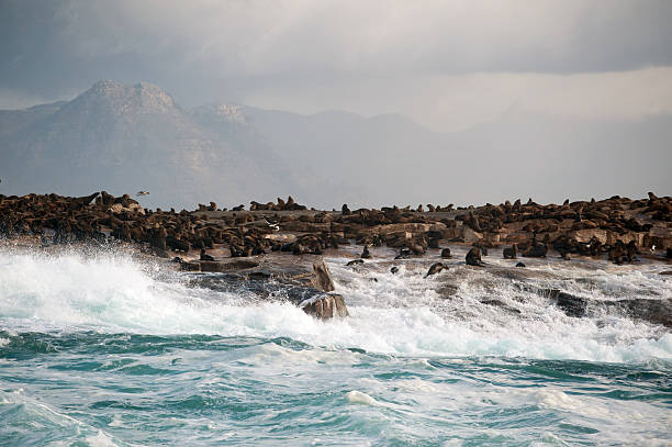 Seal Island, located in False Bay near SImon's Town, South Africa, is a favorite hunting ground for great white sharks.