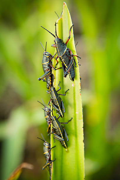 istock Swarm of Southeastern Lubber Grasshoppers Devouring Leaf 486446999