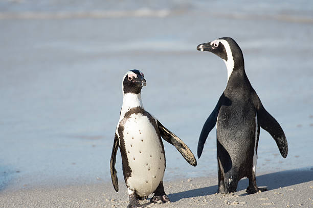 istock Two African penguins on the beach 486449180