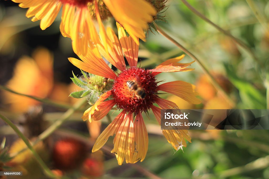 bee on a flower Bee on a yellow flower with a red heart 2015 Stock Photo