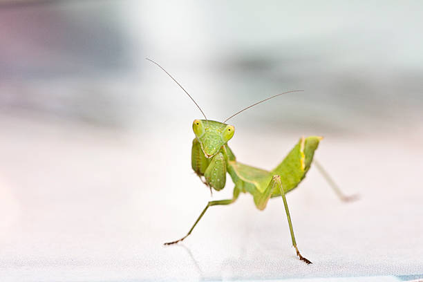 istock amelis spallanzaina green praying mantis 486449350