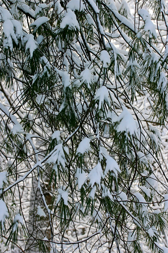 Close shot of pine tree branches heavily laden with snow in winter