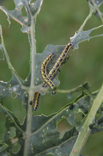 Cabbage white caterpillars feeding on the leaf of cavalo nero plant