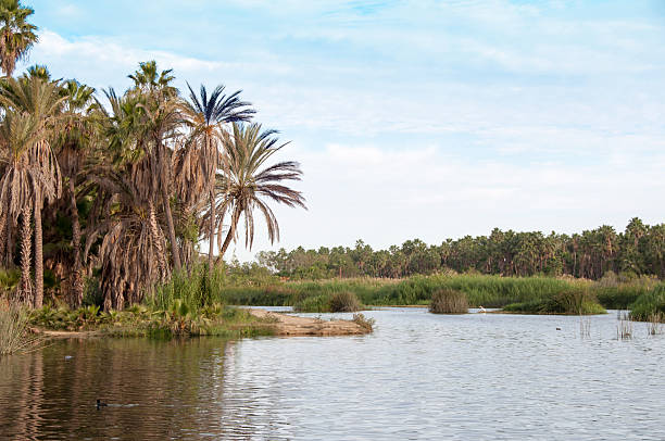 istock The Estuary  in San Jose del Cabo 486451068