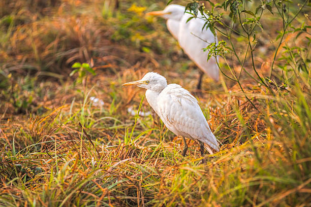 A cattle egret walking through the grass near a pond. they are in their non-breeding plumage.