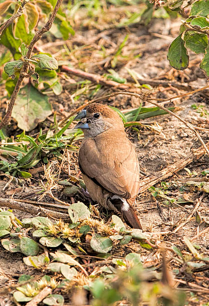 Brown & Blue Bird Wire