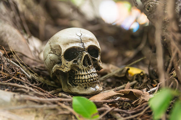 istock skull or skeleton of human photography 486452010