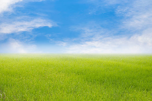 istock green spring with nature grass field rice background 486454324