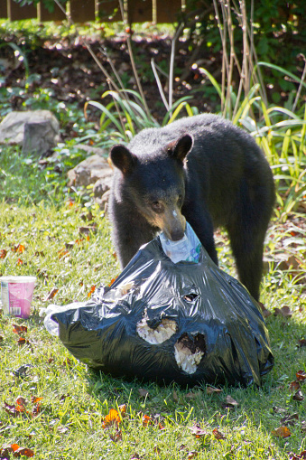 A black bear with yogurt on its nose feasts on garbage from a black trash bag it stole from a neighborhood house