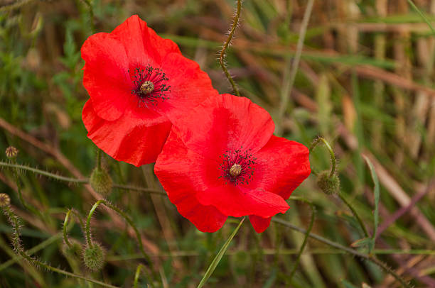 Vermelho Papaveráceas - fotografia de stock