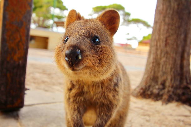 Quokka Quokkas on the Rottnest Island in Australia. marsupial photos stock pictures, royalty-free photos & images
