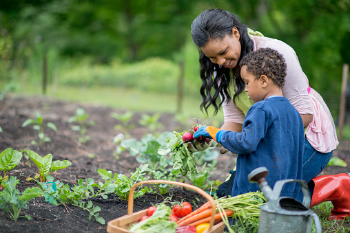 A mother and her son are kneeling next to their vegetable garden and are holding their freshly picked produce, next to them is a basket full of vegetables and a watering can.