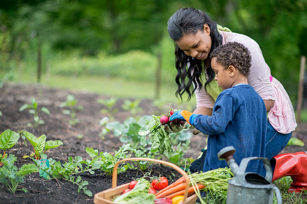 мать и сын лесозаготовок их огород - gardening women vegetable formal garden стоковые фото и изображения