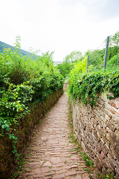istock Old pathway Philosophenweg in Heidelberg 486459396