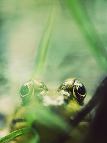 A close look at a wood frog sitting amidst the reeds in a small pond.