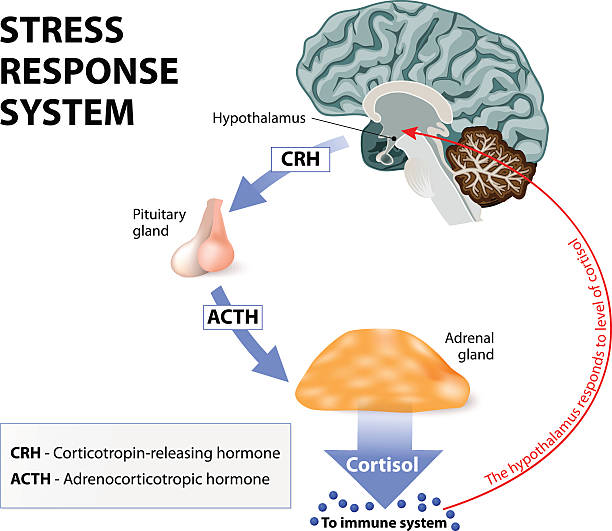 Stress response system Stress response system. Stress is a main cause of high levels of cortisol secretion. Cortisol is a hormone produced by the adrenal cortex. hormone stock illustrations