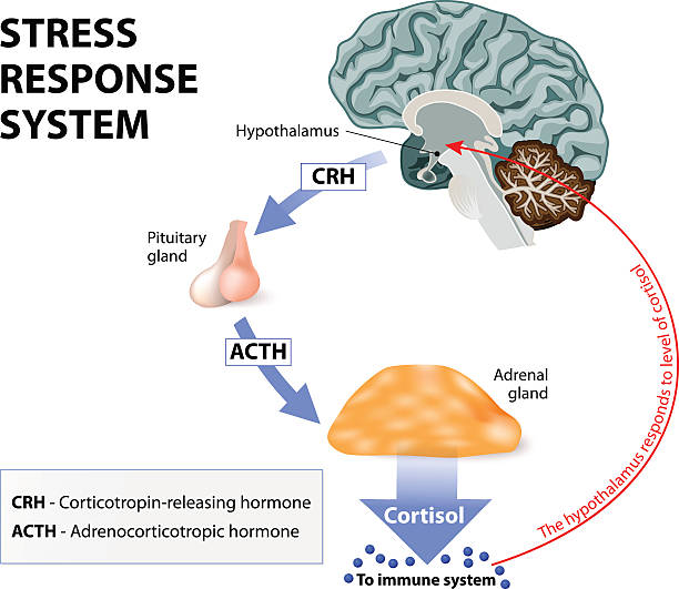 Stress response system Stress response system. Stress is a main cause of high levels of cortisol secretion. Cortisol is a hormone produced by the adrenal cortex. Tensed stock illustrations