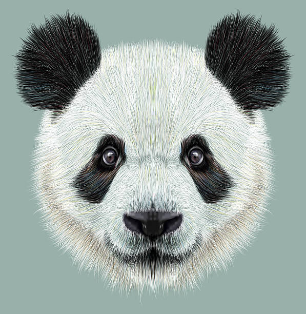 illustrazioni stock, clip art, cartoni animati e icone di tendenza di illustrativo ritratto di panda - panda mammifero con zampe