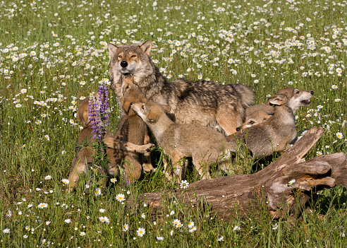 Grey wolf puppies play with mom in a field of daisies and lupine