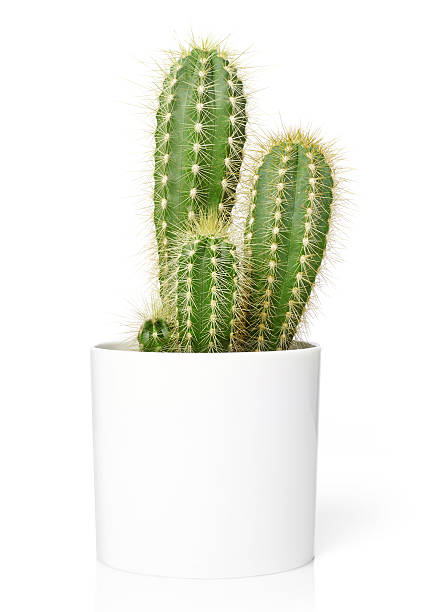 cactus in blumentopf - kaktus stock-fotos und bilder