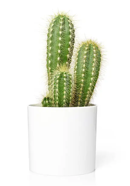 Cactus in pot, isolated on white