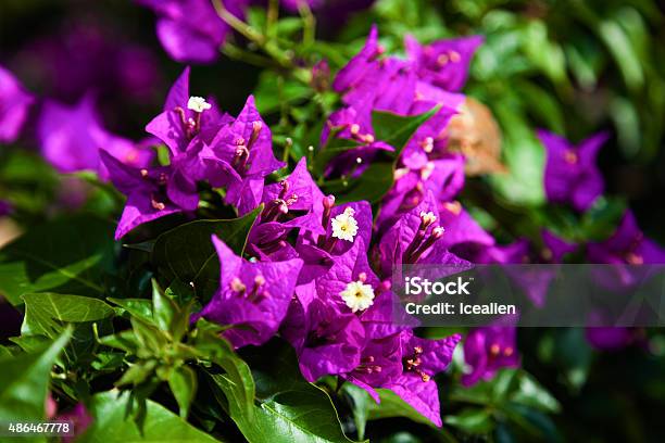Purple Flowers In Summer Shot Closely Stock Photo - Download Image Now - Bougainvillea, Flower Pot, 2015