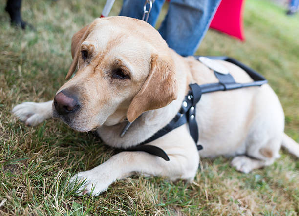 istock Golden retriever guide dog 486468300
