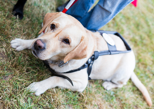 Labrador retriever guide dog before the last training for the animal. The dogs are undergoing various trainings before finally given to the physically disabled people.