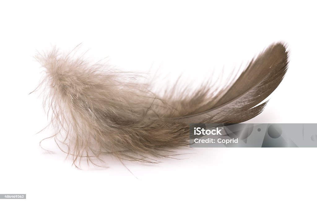 Feather Small soft feather isolated on white 2015 Stock Photo