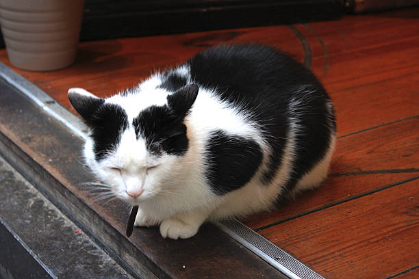 istock black and white cat asleep on the porch 486469536