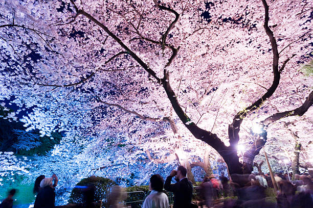 istock Row of cherry blossom trees that are lit up. 486471013
