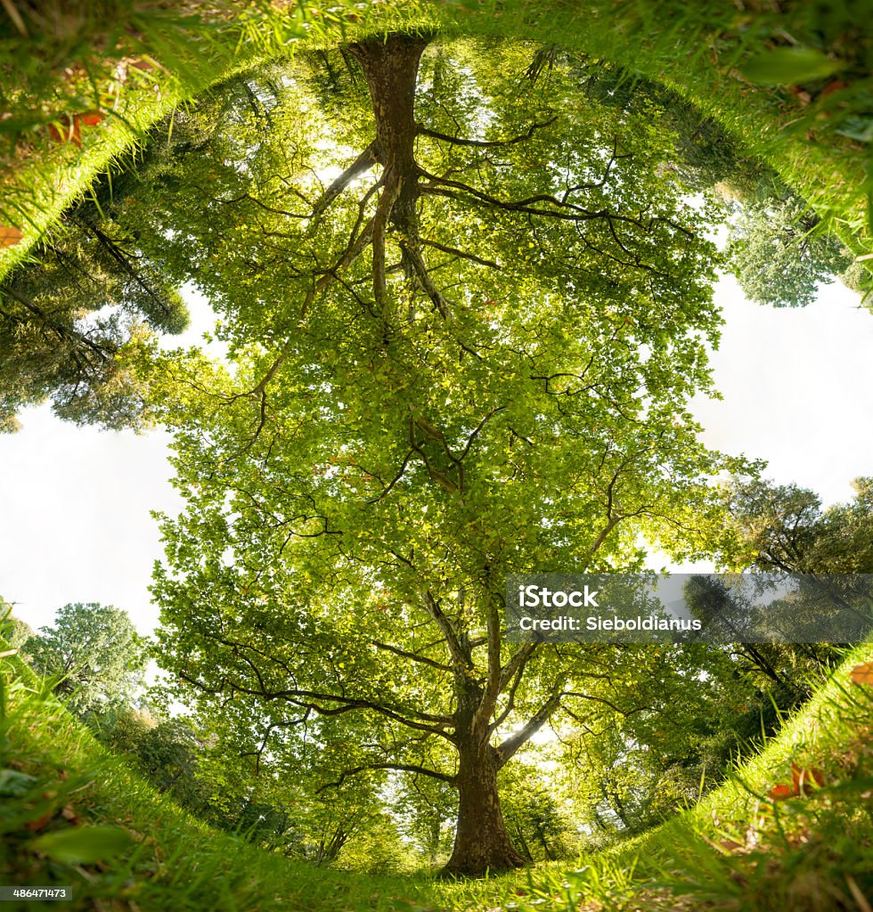 360° View of Park Tree and Grass, mirrored. 360° View of Park Tree and Grass, mirrored: circular, low angle view on a summer morning. Yin Yang Symbol Stock Photo