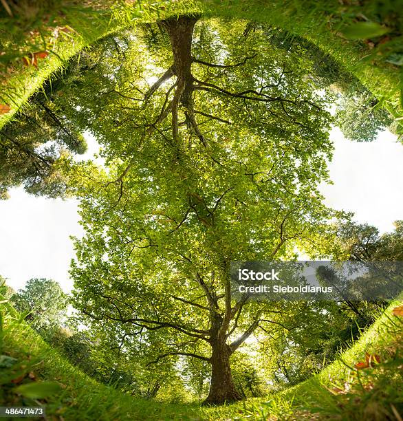 360 View Of Park Tree And Grass Mirrored Stock Photo - Download Image Now - Yin Yang Symbol, Circle, Curve