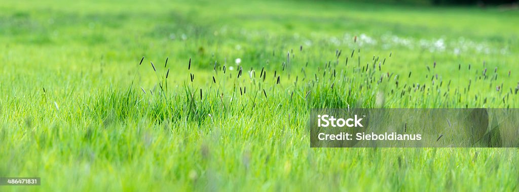Lush, moist meadow panoramic, high resolution image. Close-up Stock Photo