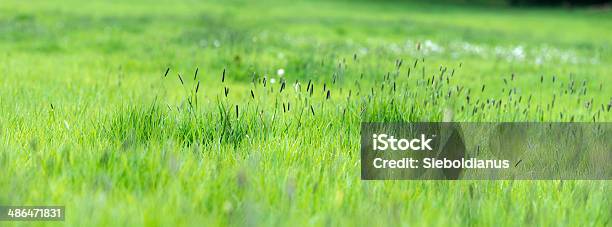Lush Moist Meadow Panoramic High Resolution Image Stock Photo - Download Image Now