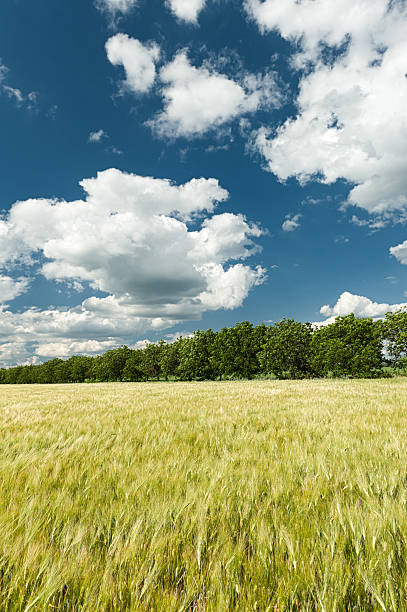 istock green wheat field and blue sky spring landscape 486472231