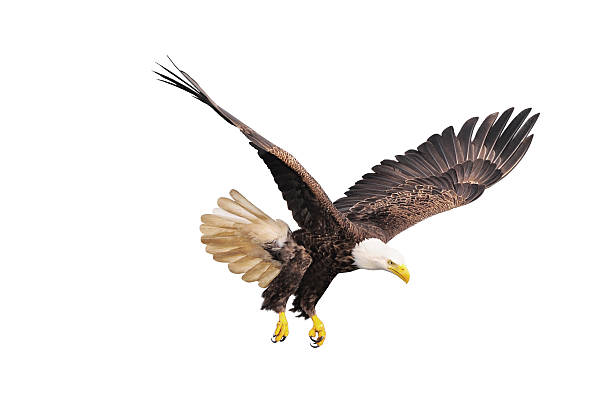 Soon eagle. Bald eagle isolated on white background.  flapping wings photos stock pictures, royalty-free photos & images
