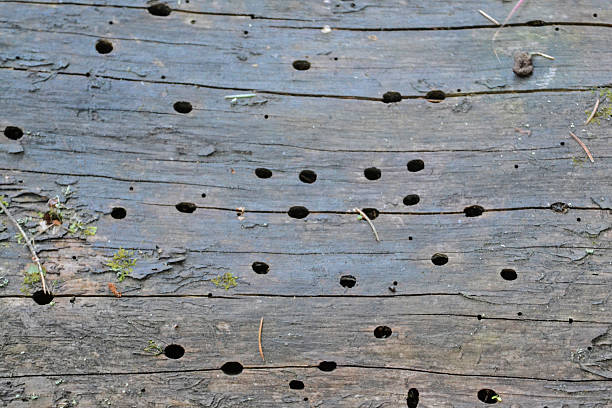 Surface of wood with holes were made by larvae